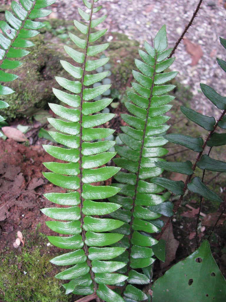 Pellaea falcata (Sickle Fern)