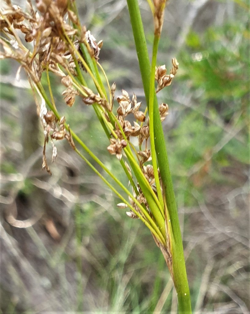 Juncus continuus (Continuous Rush)