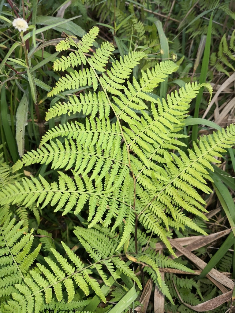 Hypolepis muelleri (Harsh Ground Fern)