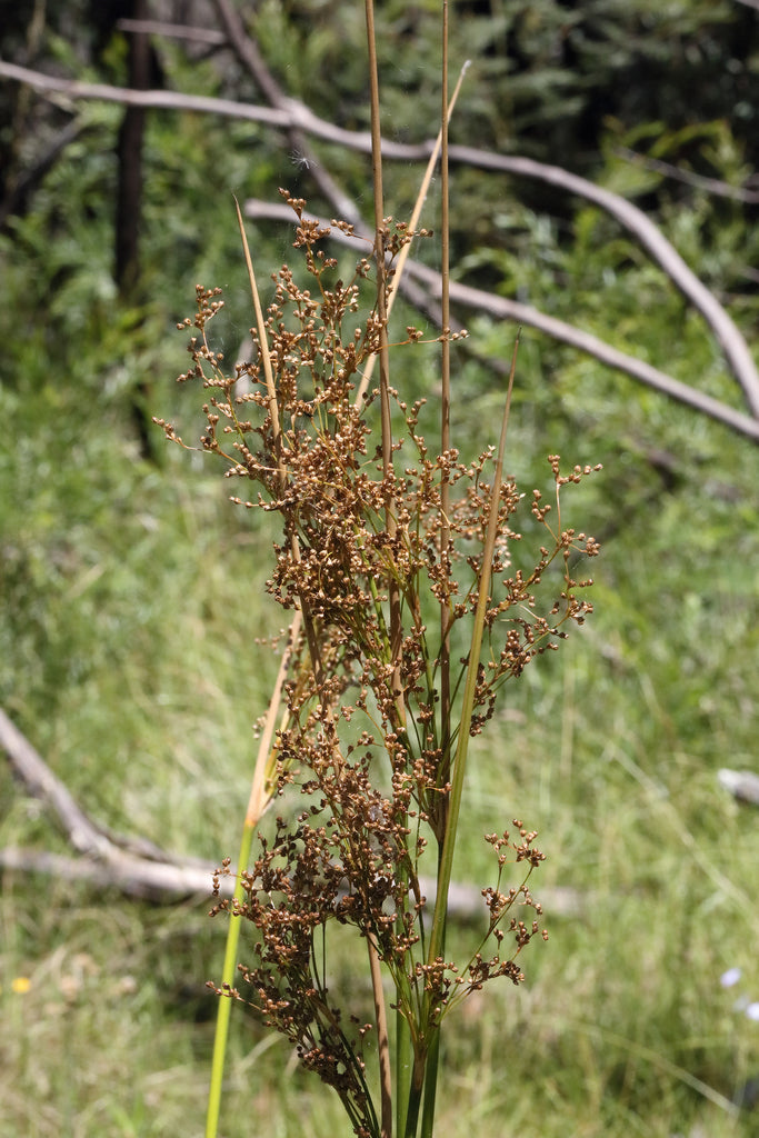 Juncus continuus (Continuous Rush)