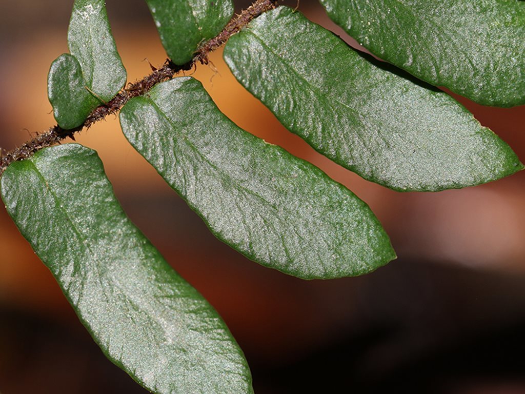 Pellaea falcata (Sickle Fern)