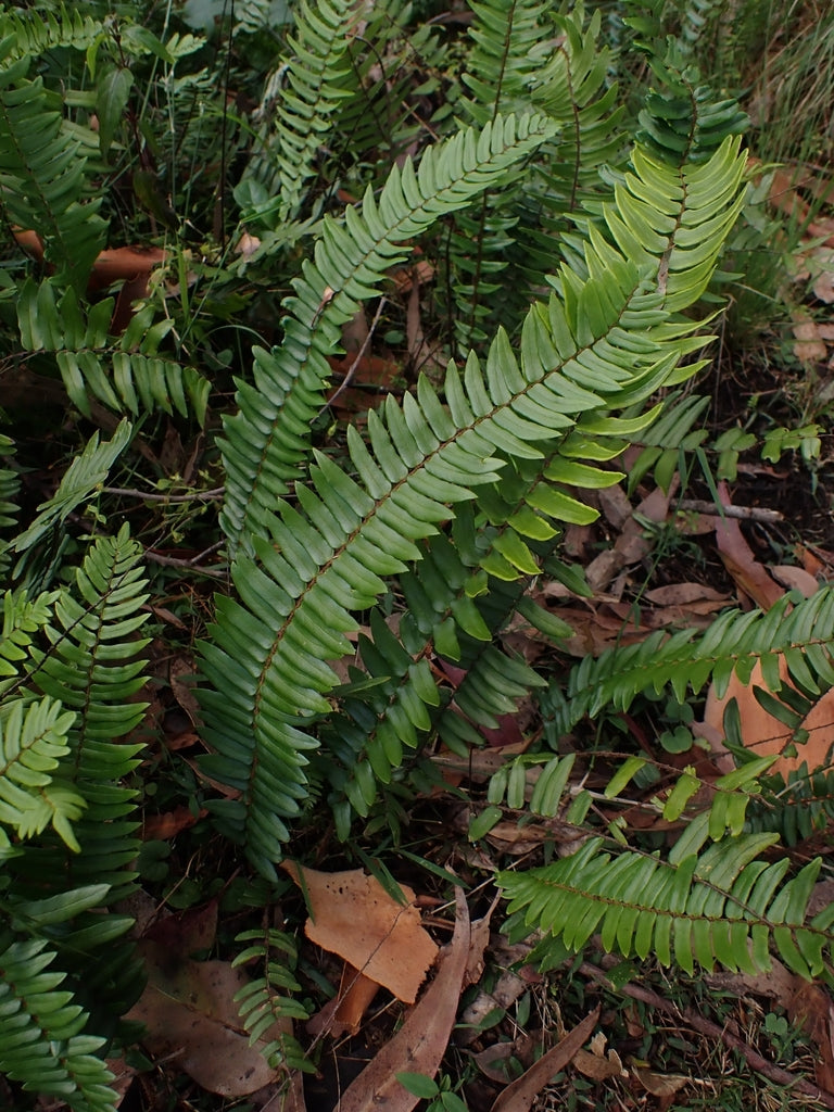 Pellaea falcata (Sickle Fern)