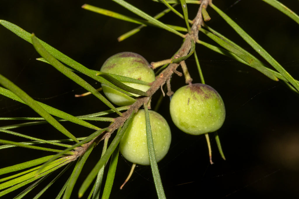 Persoonia linearis (Narrow-leaf Geebung)