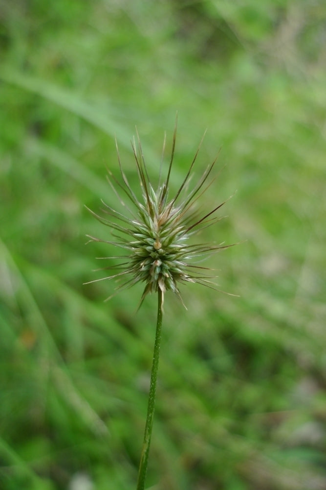 Echinopogon Ovatus (Forest Hedgehog Grass)