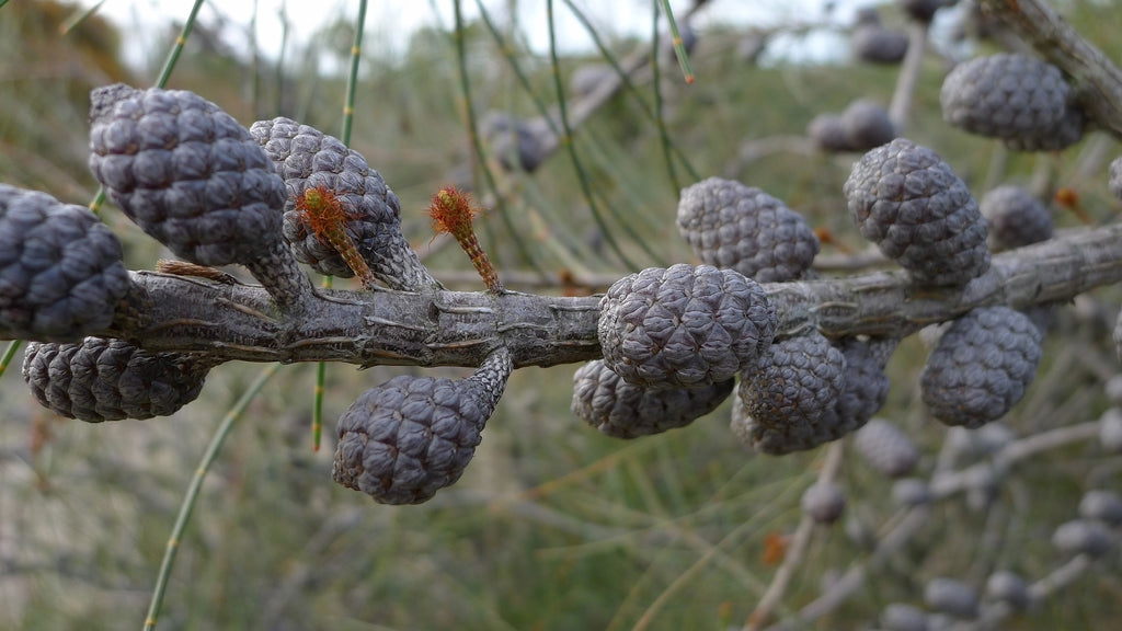 Allocasuarina distyla (Scrub She-oak)
