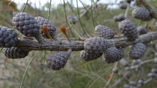 Allocasuarina distyla (Scrub She-oak)