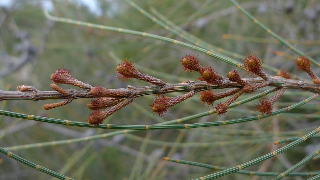 Allocasuarina distyla (Scrub She-oak)