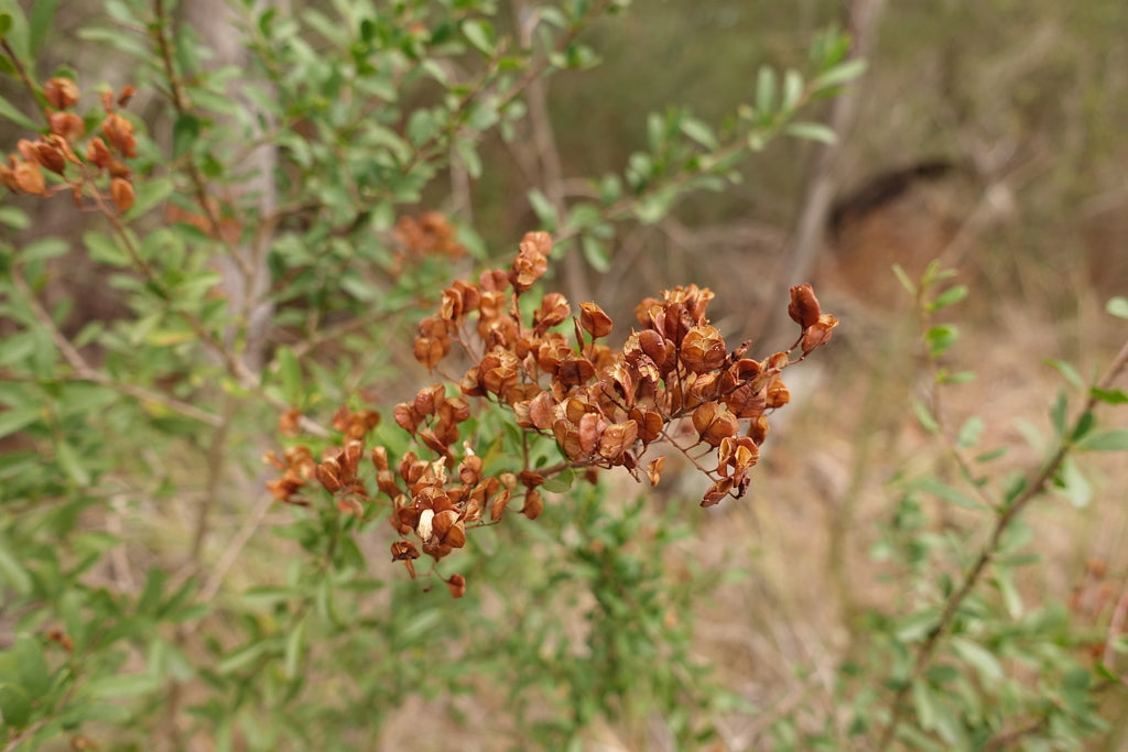 Bursaria spinosa (Australian Blackthorn / Sweet Bursaria)