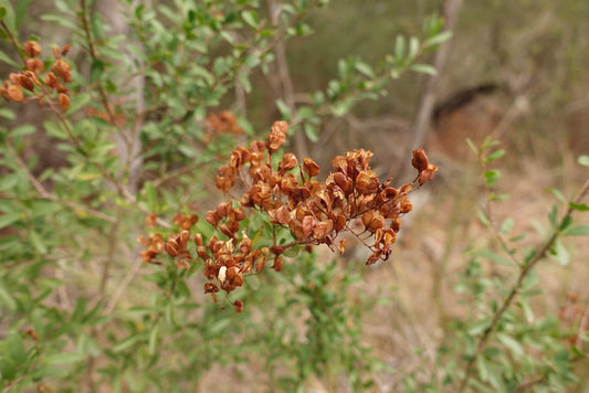 Bursaria spinosa (Australian Blackthorn / Sweet Bursaria)