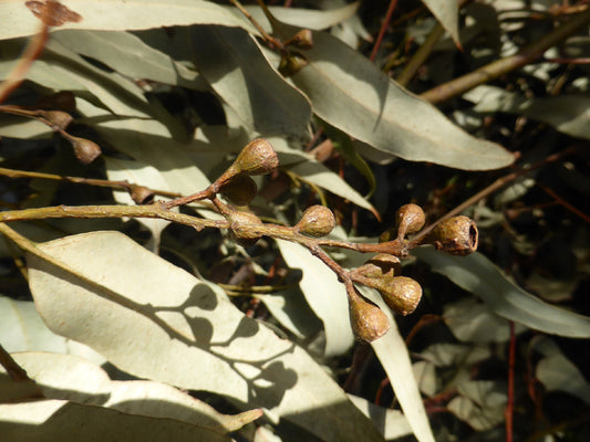 Eucalyptus paniculata (Grey Ironbark)