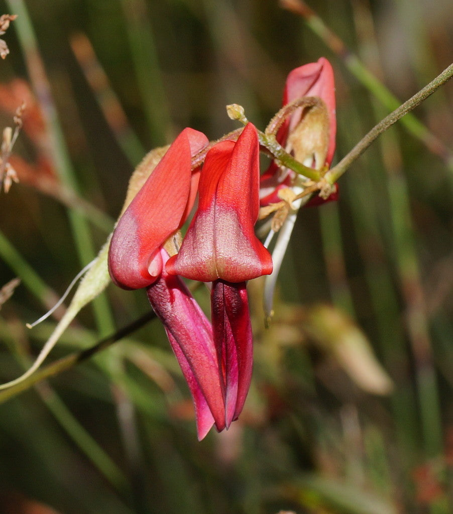 Kennedia rubicunda (Dusky Coral Pea / Red Kennedia)