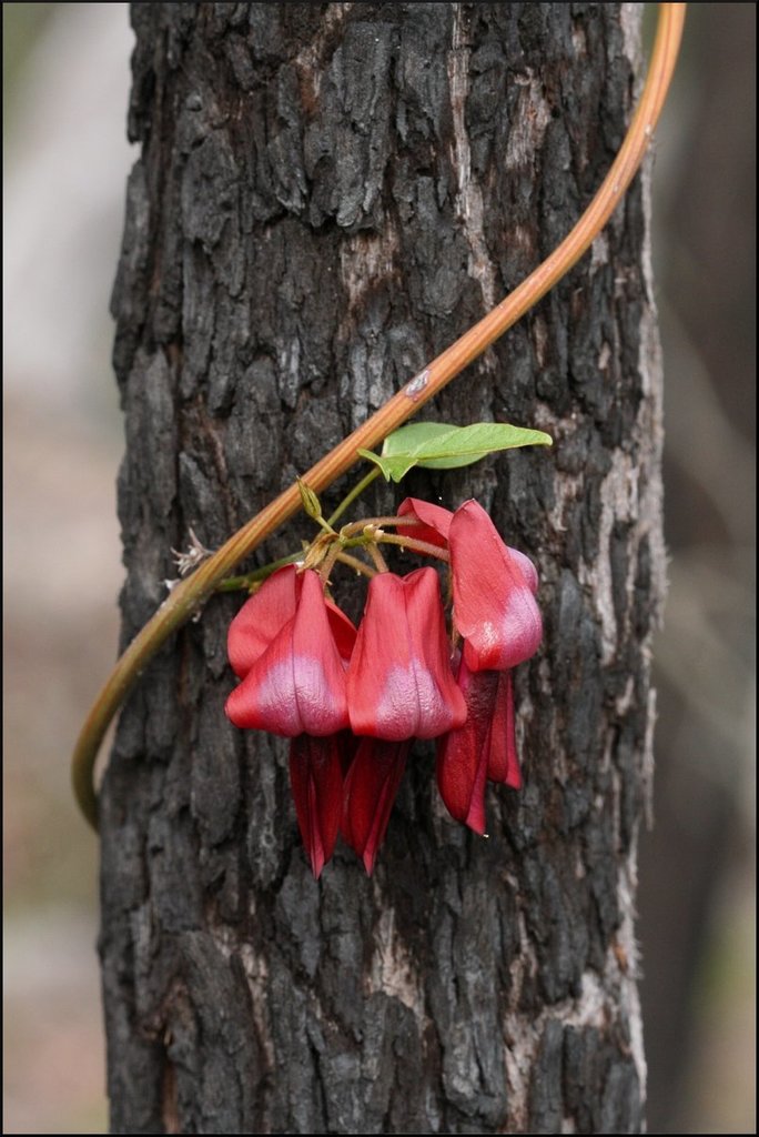 Kennedia rubicunda (Dusky Coral Pea / Red Kennedia)