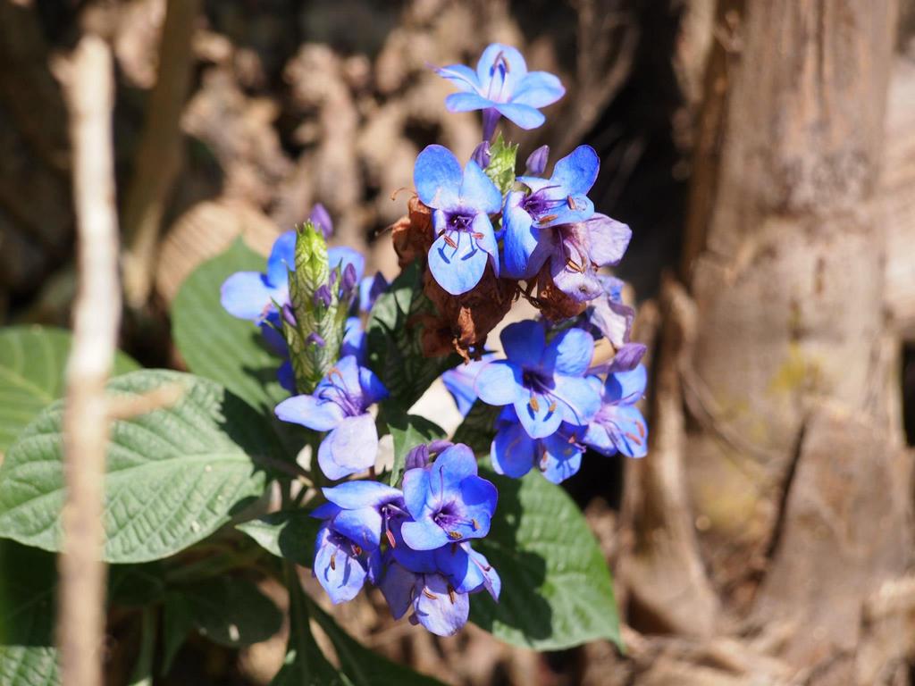 Eranthemum pulchellum (Blue Eranthemum)