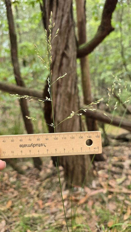 Poa affinis (Sandstone Bluegrass)
