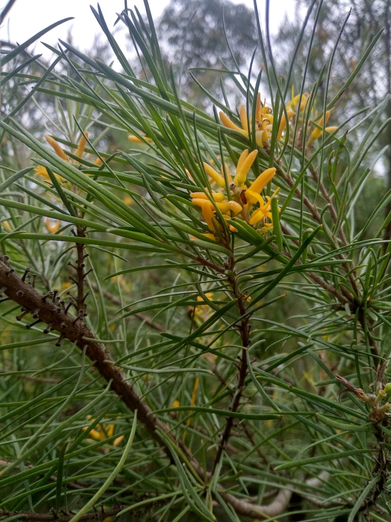 Persoonia linearis (Narrow-leaf Geebung)