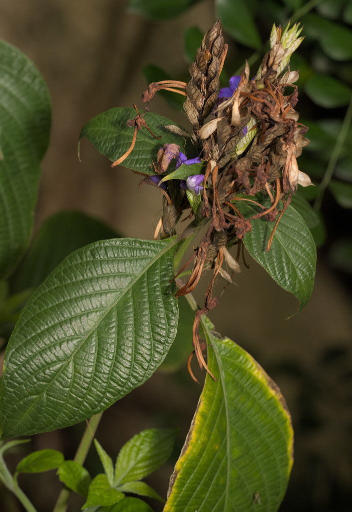 Eranthemum pulchellum (Blue Eranthemum)