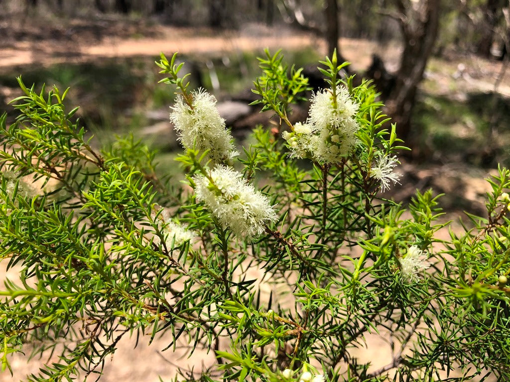 Melaleuca decora (Prickly-Leaved Paperbark)
