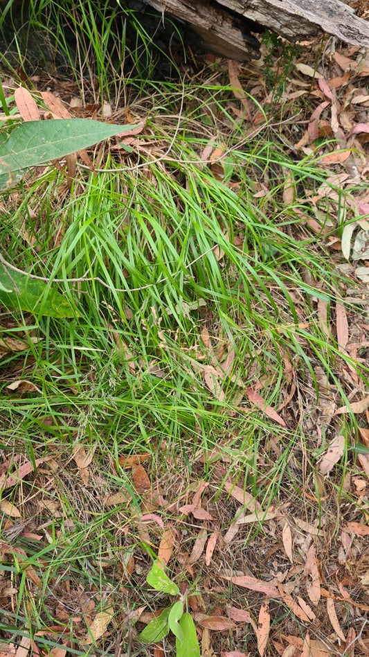 Poa affinis (Coastal Tussock Grass)