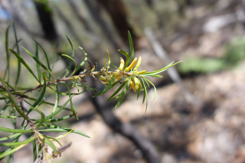 Persoonia linearis (Narrow-leaf Geebung)