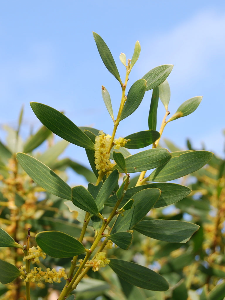 Acacia Longifolia