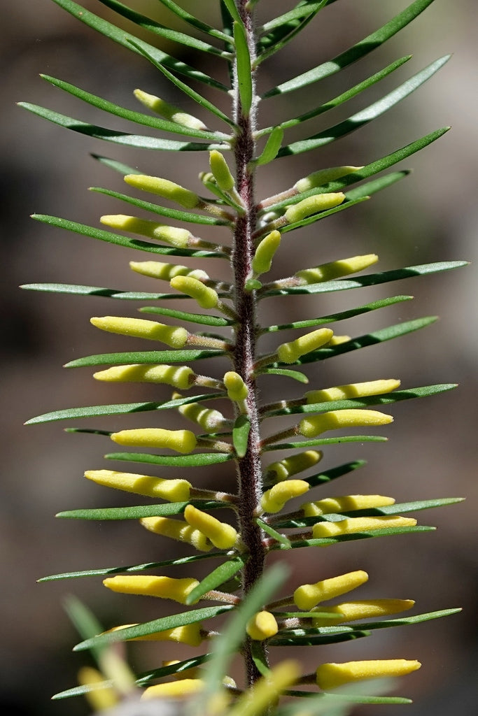 Persoonia linearis (Narrow-leaf Geebung)