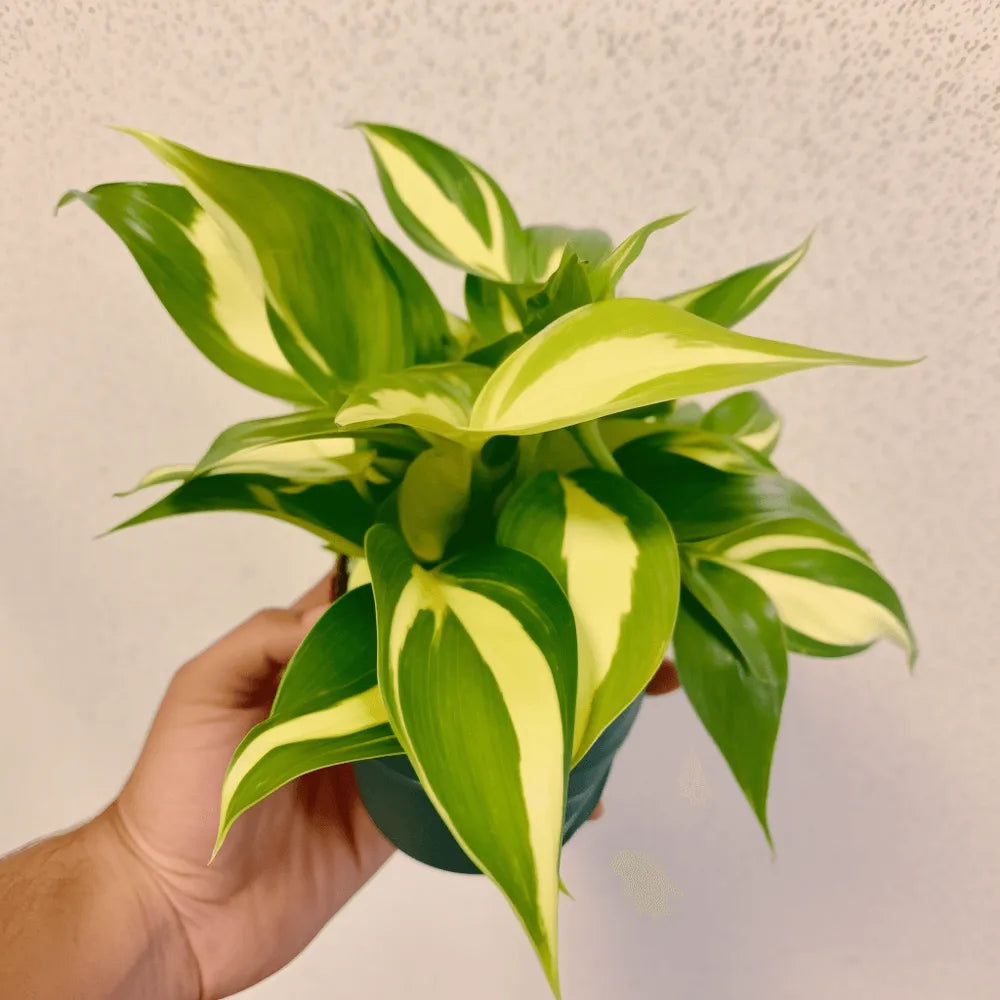 Philodendron hederaceum ‘Cream Splash’ (Cream Splash Philodendron)