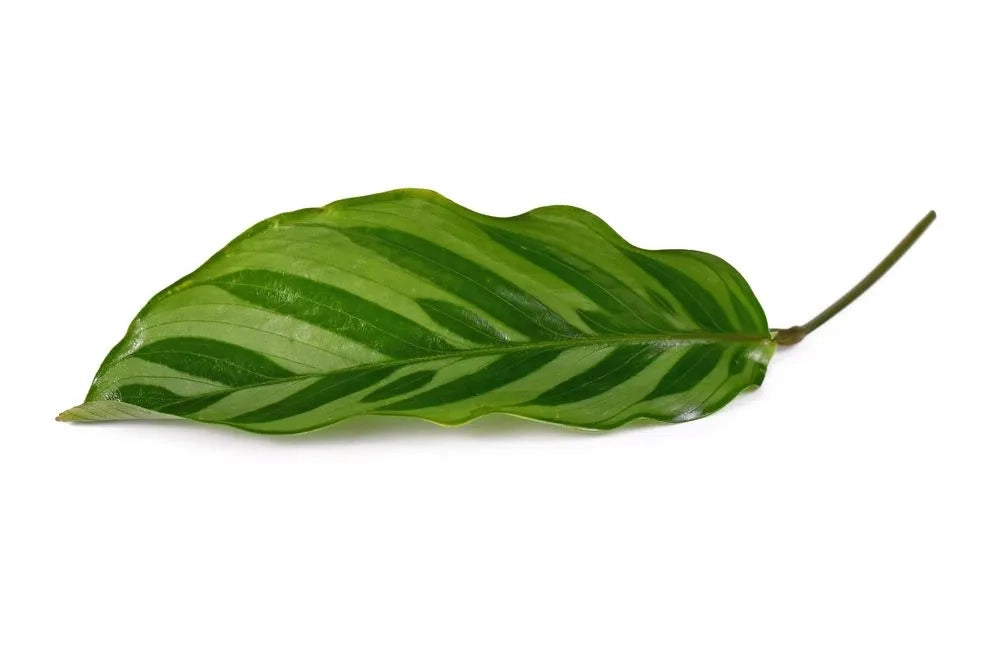 Calathea Freddie (Freddie)