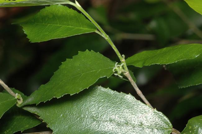 Streblus brunonianus (Whau Tree)