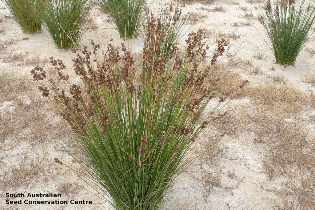 Juncus Kraussii (Sea Rush)