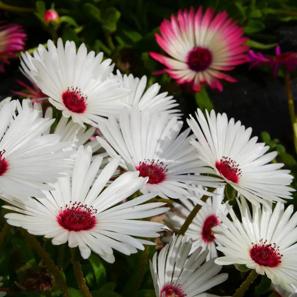 Mesembryanthemum Spp. (White Livingstone Daisy)