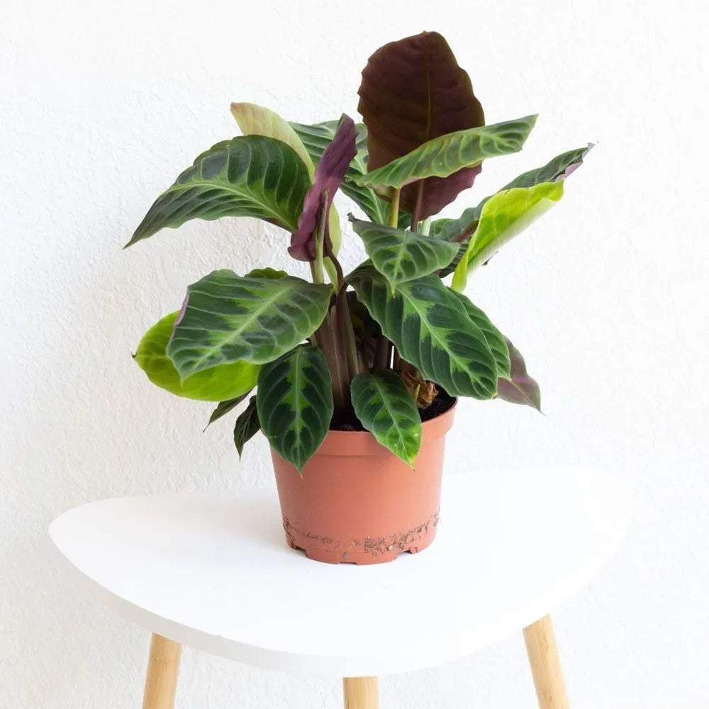 Goeppertia (Calathea) ‘Red Mojo’ (Calathea Red Mojo)