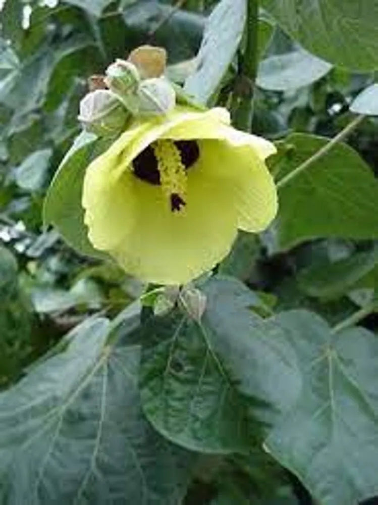Hibiscus tiliaceus ‘Rubra’ (Sea Hibiscus / Coastal Hibiscus)