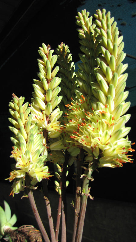 Aloe ‘Sparkle’ (Aloe)