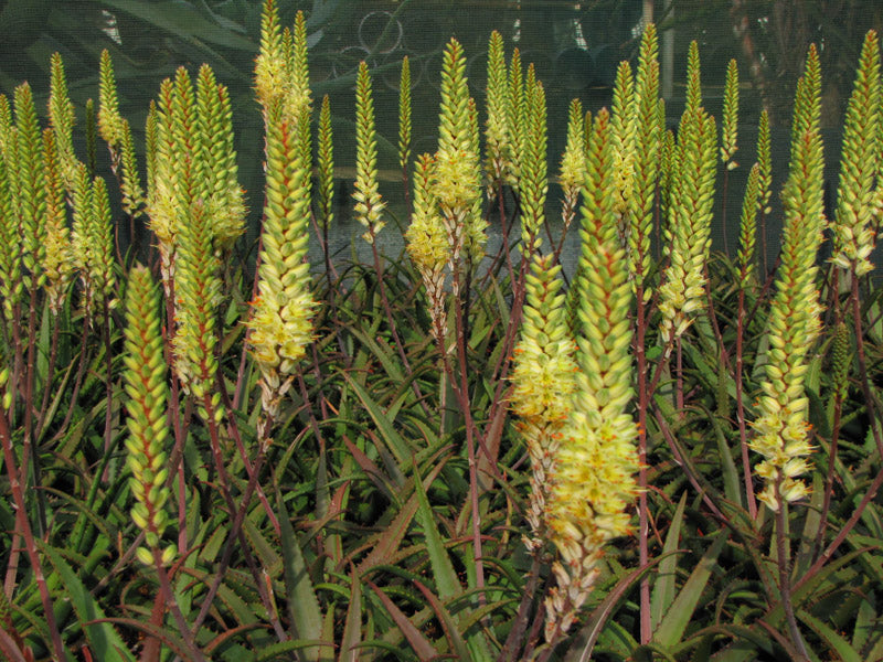Aloe ‘Sparkle’ (Aloe)