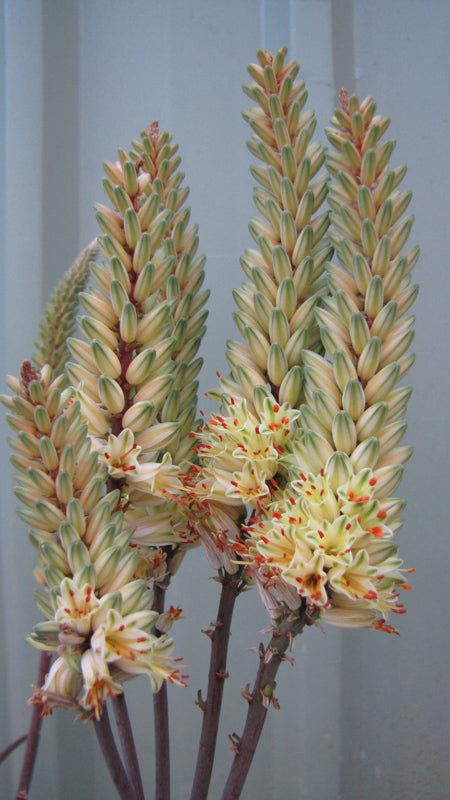 Aloe ‘Sparkle’ (Aloe)