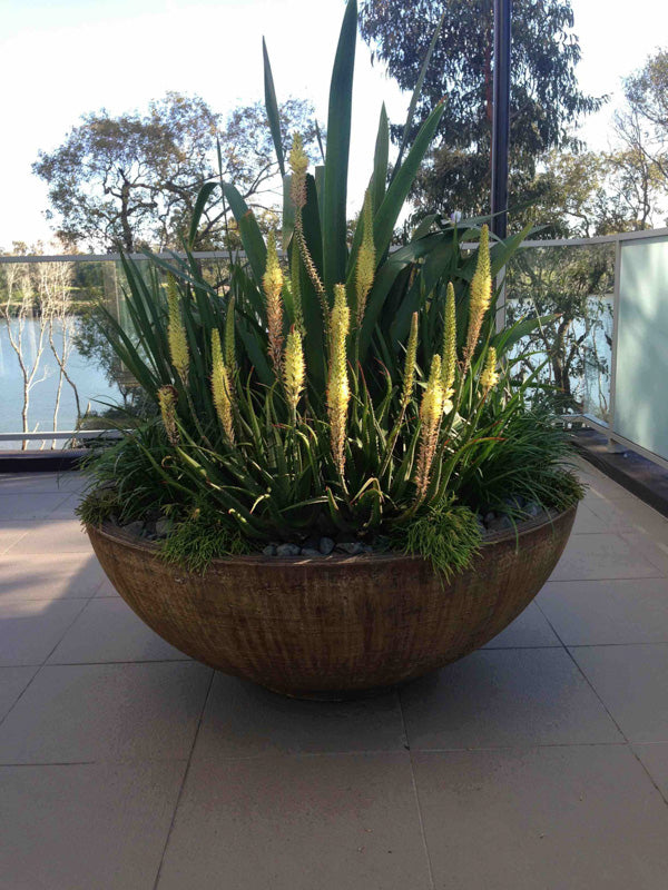 Aloe ‘Sparkle’ (Aloe)