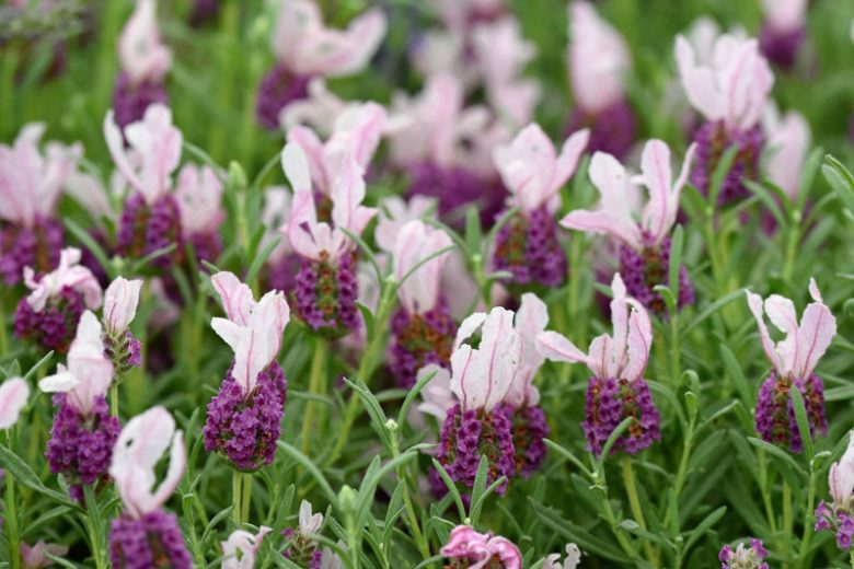 Lavandula stoechas (Lavender - Bella™ Rouge)