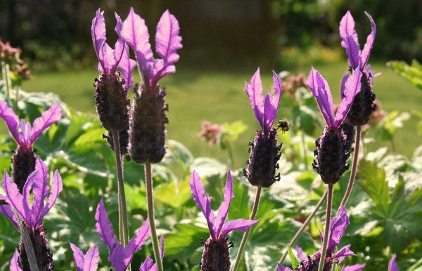 Lavandula stoechas (Lavender - Bella™ Purple)