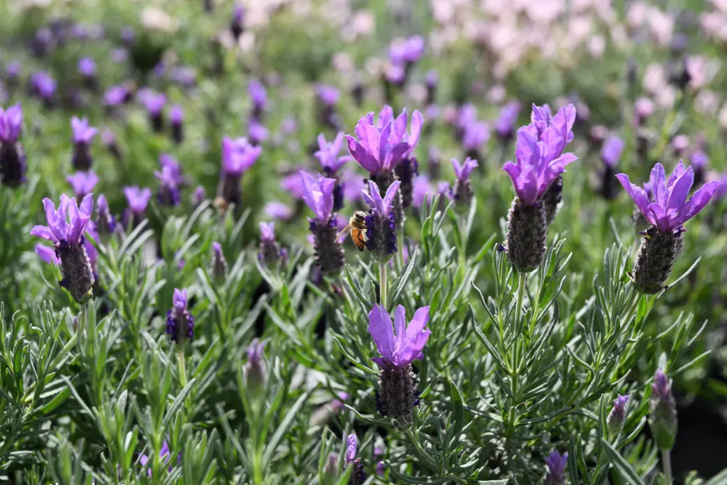 Lavandula spp. (Lavender - Bee Brilliant)