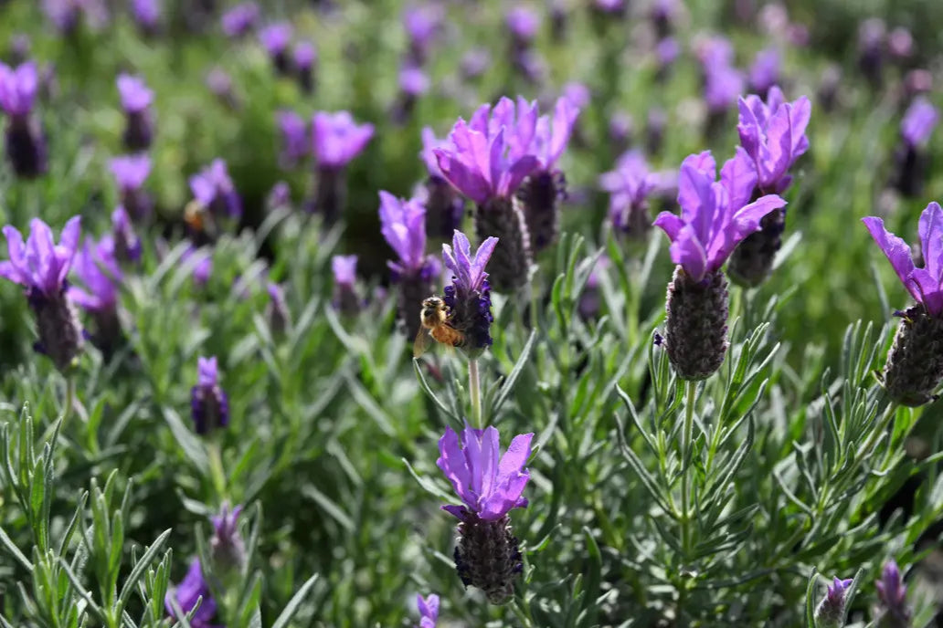 Lavandula spp. (Lavender - Bee Brilliant)