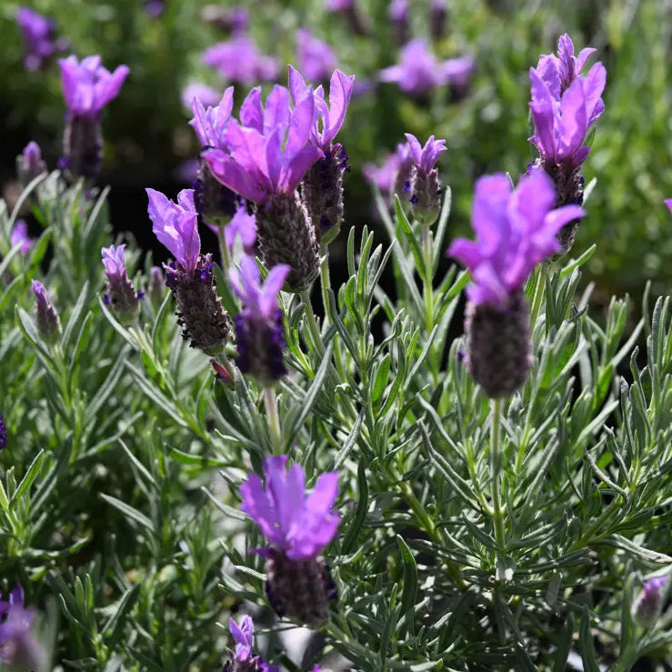 Lavandula spp. (Lavender - Bee Brilliant)