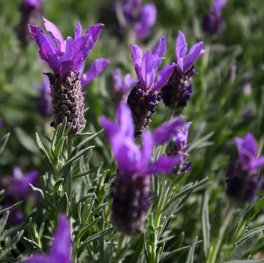 Lavandula spp. (Lavender - Bee Brilliant)