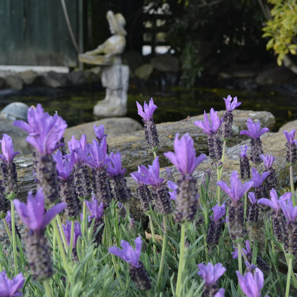 Lavandula spp. (Lavender - Bee Brilliant)
