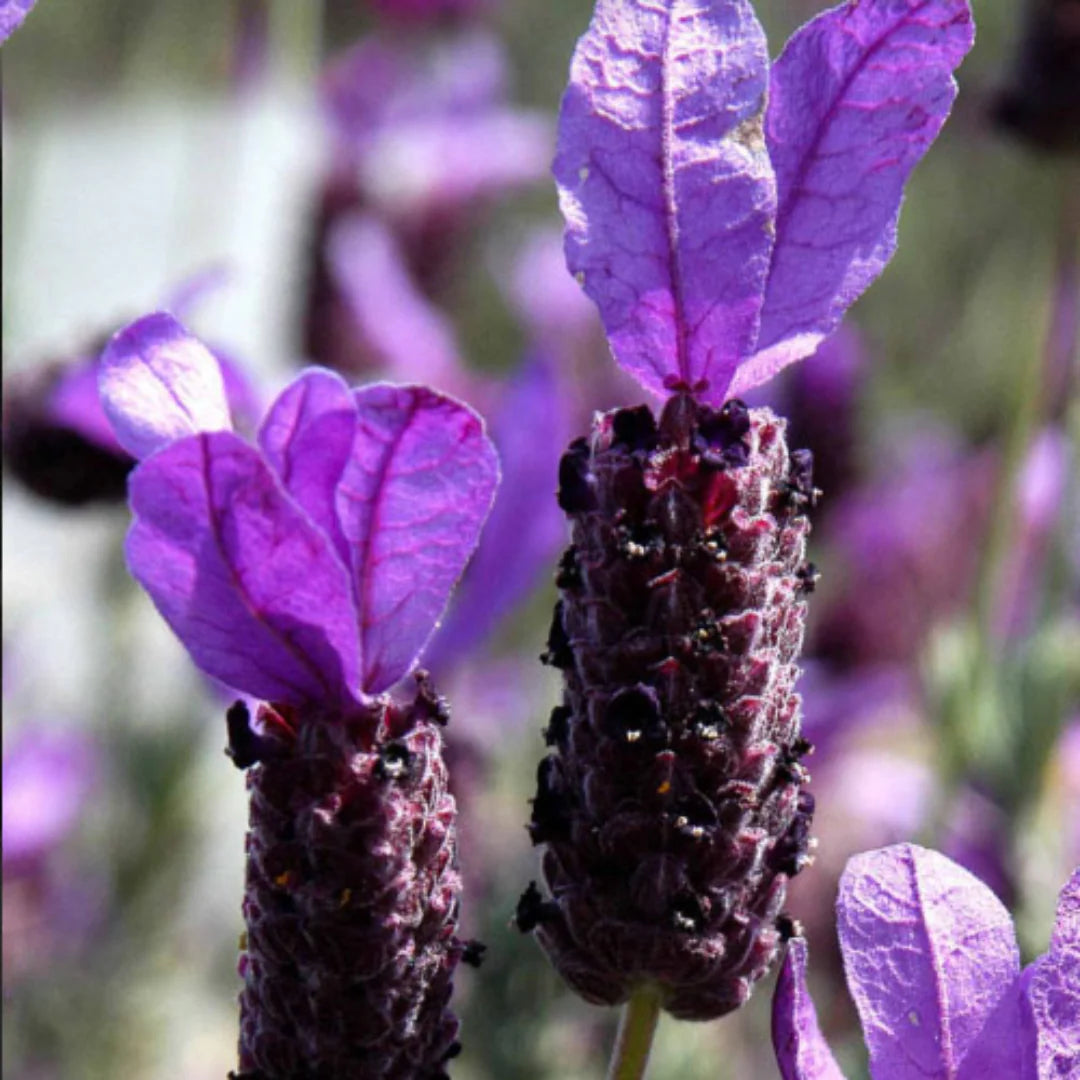 Lavandula ‘LaDiva Papillon Big Night’ (Lavender)