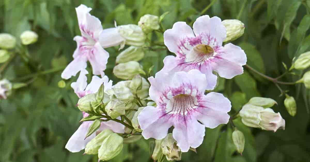 Clytostoma callistegioides (Lavender Trumpet Vine)