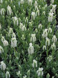 Lavandula Stoechas ‘Alba’ (Italian White Lavender)