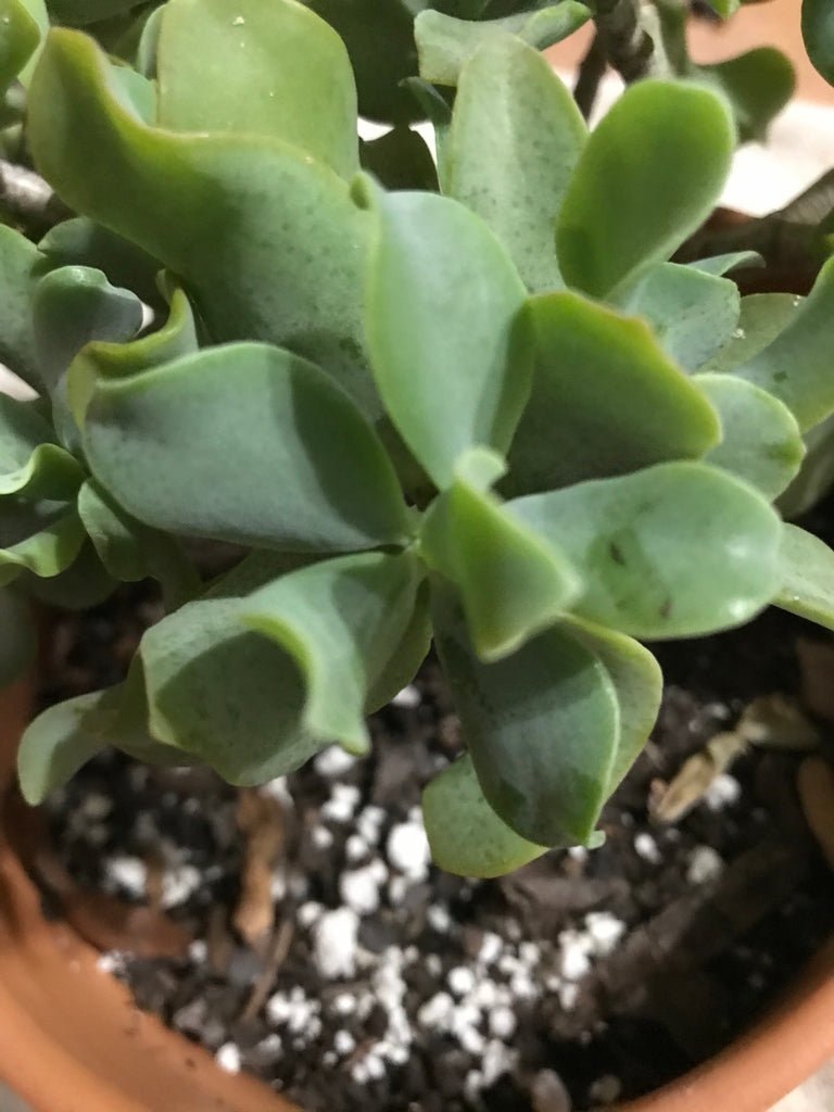 Crassula arborescens undulatifolia (Ripple Jade)
