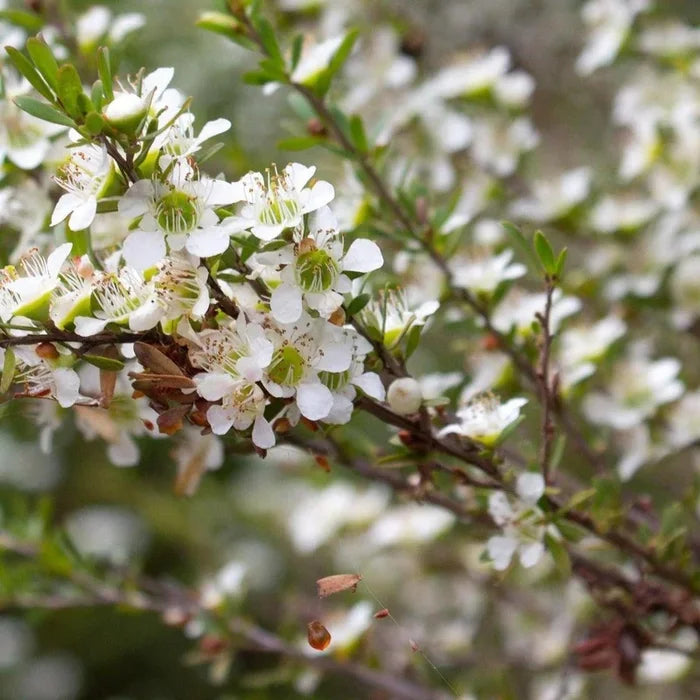 Leptospermum ‘Lemon Frost’ – Tea Tree