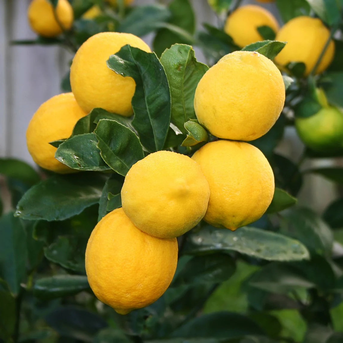 Citrus Limon (Lemon Tree Meyer) GRAFTED