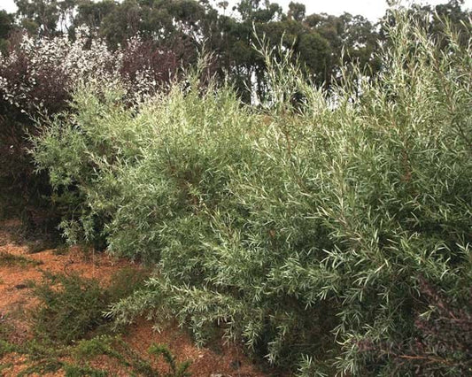 Leptospermum brachyandrum 'Silver' (Silver Weeping Tea Tree)